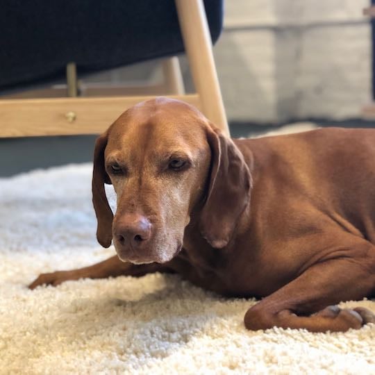 finn